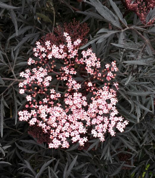 Sambucus nigra 'Black Lace'